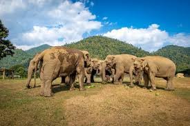 Elephant Nature Park